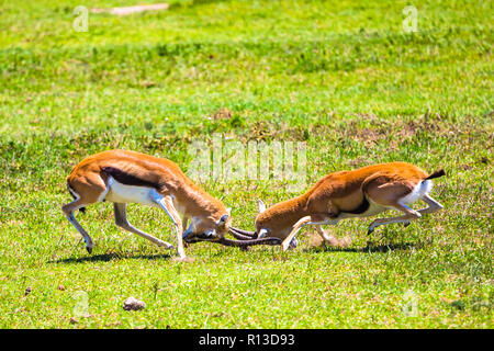 Männliche Impala Antilopen in der Ngorongoro Crater Conservation Area kämpfen. Tansania. Stockfoto