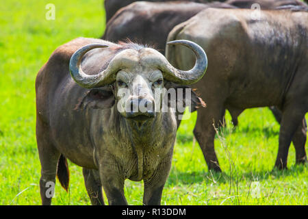 Buffalo bei Ngorongro Krater Conservation Area. Tansania. Stockfoto
