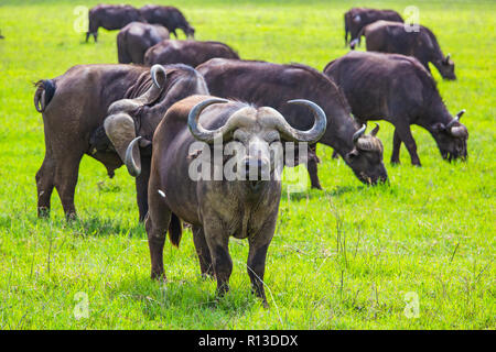 Buffalo bei Ngorongro Krater Conservation Area. Tansania. Stockfoto