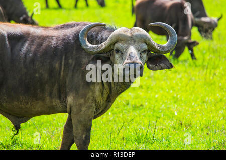 Buffalo bei Ngorongro Krater Conservation Area. Tansania. Stockfoto