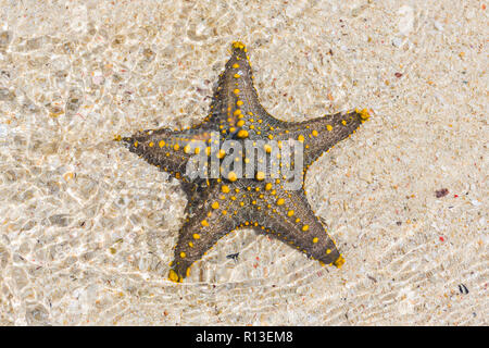 Gelbe genoppte Seestern. Sansibar, Tansania. Stockfoto