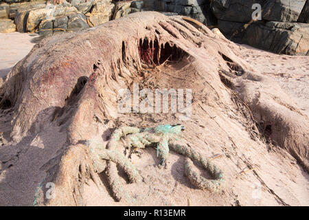 Einen kleinen toten Wal gewaschen an Land an Sandwood Bay, Sutherland, North West Highlands, Schottland mit marine Kunststoff neben seinem Körper. Stockfoto