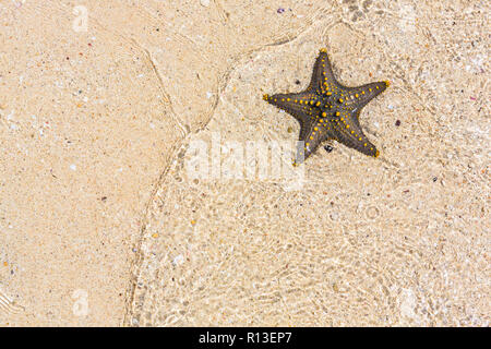 Gelbe genoppte Seestern. Sansibar, Tansania. Stockfoto