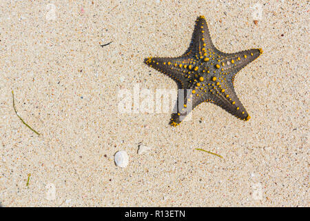 Gelbe genoppte Seestern. Sansibar, Tansania. Stockfoto