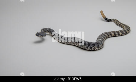 Gesprenkelte Ratllesnake auf isolierten weißen Hintergrund 4 Stockfoto