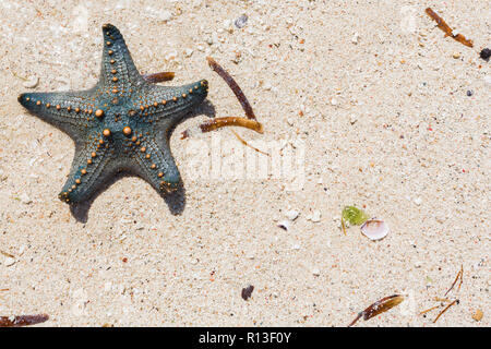 Gelbe genoppte Seestern. Sansibar, Tansania. Stockfoto