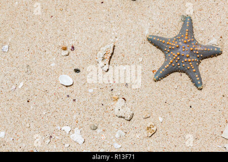 Gelbe genoppte Seestern. Sansibar, Tansania. Stockfoto