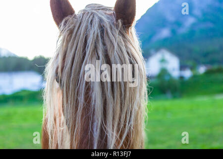 Komisch aussehende Pferd mit langen Haaren. Stockfoto