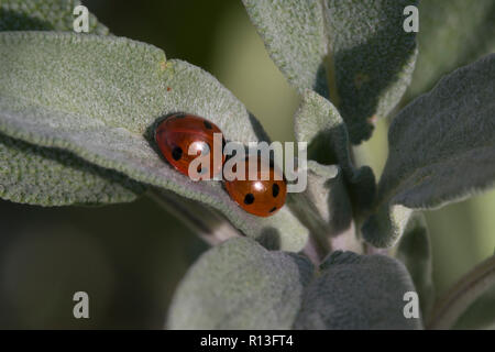 7 Punkt Marienkäfer (coccinella 7-punctata), überwintern auf Salbei (Salvia officinalis) Stockfoto