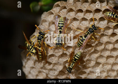 European Paper Wasp (Polistes Dominula) Stockfoto