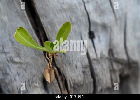 Eine isolierte Grüne und junge Pflanze wächst unter rissige alte Protokoll- oder Holz. Stockfoto