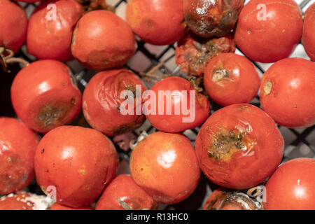 Viele faule Tomaten in Kunststoffbox, Hintergrund, mit Schimmel closeup abgedeckt Stockfoto