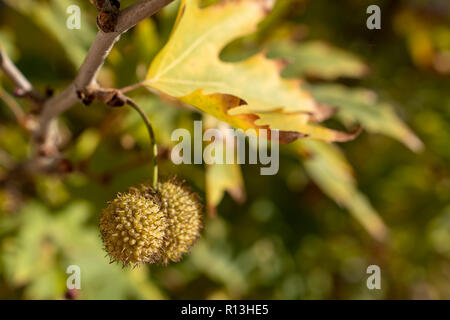 Goldener Herbst Blätter der Bäume und Früchte auf den Ästen des Baumes an der Goldenen Stunde. Schönen Herbst Hintergrund, Sonnenuntergang Gegenlicht und Bokeh. Stockfoto