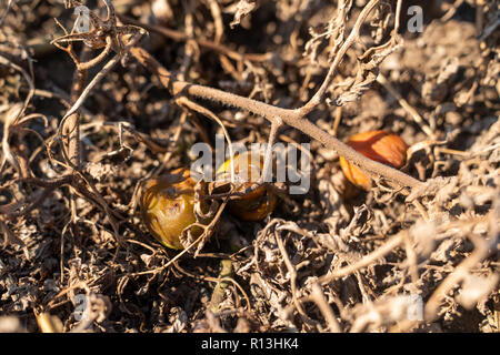 Faule Tomaten mit Niederlassungen auf dem Feld, Hintergrund, mit Schimmel closeup abgedeckt Stockfoto