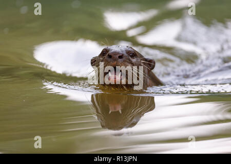 Glatte beschichtete Otter Jagd in Singapore Botanic Gardens Stockfoto