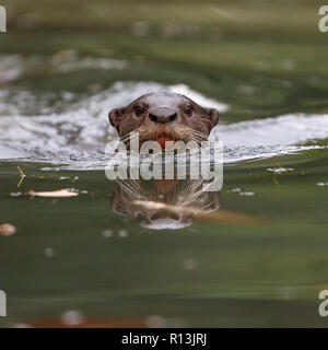 Glatte beschichtete Otter Jagd in Singapore Botanic Gardens Stockfoto