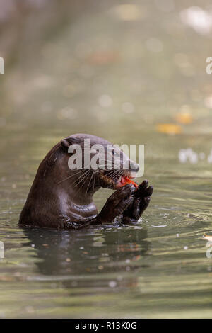 Glatte beschichtete Otter essen ein Karpfen in Singapur Botanischen Gärten Stockfoto