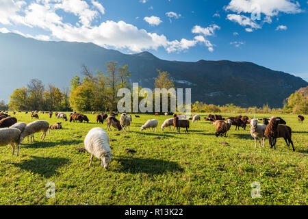 Schafe auf grünem Gras grasen in sonniger Tag in den Bergen. Stockfoto