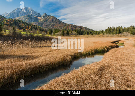 Schönen sonnigen Tag an Zelenci, Gelb Herbst Grünland, Slowenien. Stockfoto