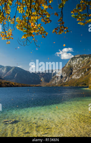 Goldene Blätter fallen mit Wind am Herbst am See Bohijn. Stockfoto