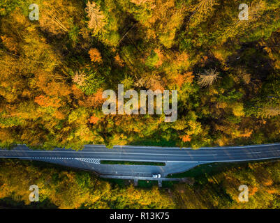 Asphaltierte Straße durch Wald im Herbst, von oben nach unten Antenne von oben. Stockfoto