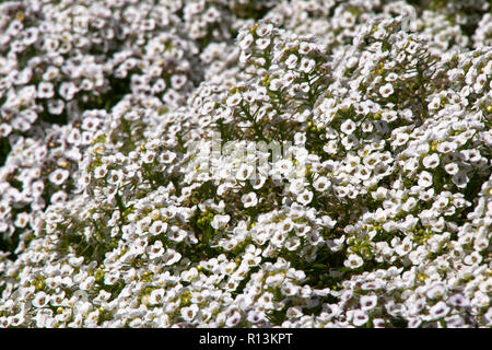 Sydney Australien, Garten Bett von White Sweet alyssum Blumen Stockfoto