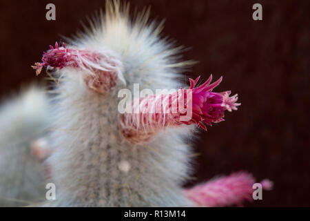 Sydney Australien Silber torch Kaktus Stiel mit Blumen Stockfoto