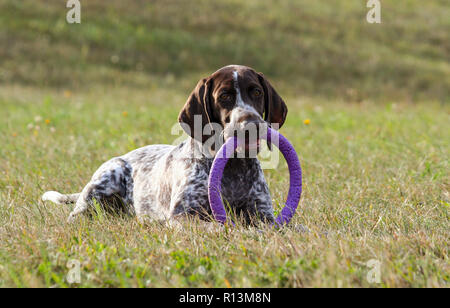 Deutsch Kurzhaar Pointer, kurtshaar Eine gefleckte Welpe liegend auf grünem Gras, mit Blick direkt in die Augen, im Mund hält ein Spielzeug Abzieher lila Stockfoto
