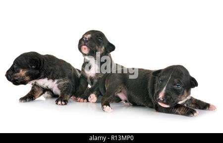 Welpen, Miniatur Bullterrier vor weißem Hintergrund Stockfoto