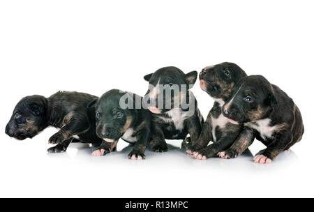 Welpen, Miniatur Bullterrier vor weißem Hintergrund Stockfoto