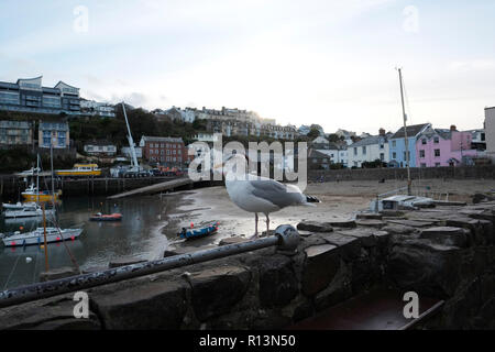 Möwe auf den Hafen von Ilfracombe Wand mit dem sandigen Strand und Hafen Hafen bei Ebbe im Hintergrund North Devon Stockfoto