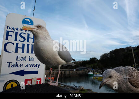 Möwen warten auf Fisch und Chips gegenüber Shop in den Hafen von Ilfracombe Devon Stockfoto