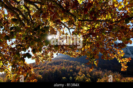 Sonne glitzernden scheint durch die Blätter im Herbst in Montenegro Stockfoto