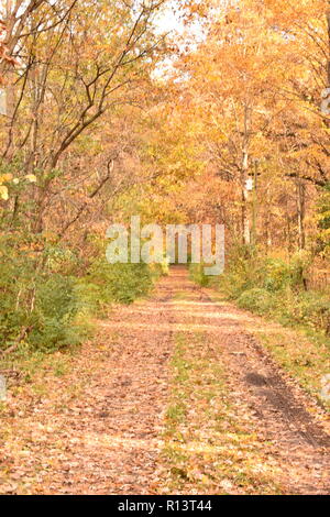 Zurück Straße durch den Wald in die Blätter im Herbst fallen Stockfoto