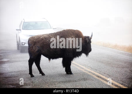 WY 03531-00 ... WYOMING - Bison im Nebel in der Nähe von Madison Kreuzung der Yellowstone National Park. Stockfoto