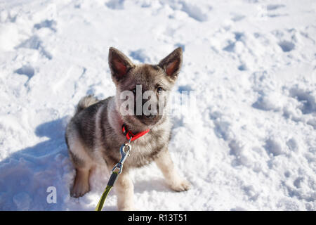 Kleine Welpen Norwegischer elkhund (Norsk elghund Grau grå) im Winter Park. Close up Portrait. Stockfoto