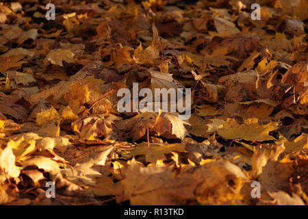 Nahaufnahme der gefallenen Ahornblätter. Hintergrund Der ahornblätter ab Herbst Pulkovo Park Stockfoto