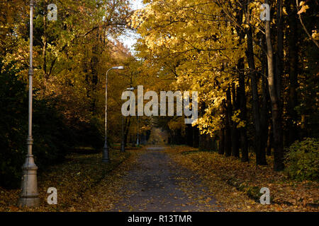 Dramatische Sicht auf die Straße mit Laub durch einen Herbst Park. Warme und sonnige Oktober im Park, St.-Petersburg Pulkovo Stockfoto