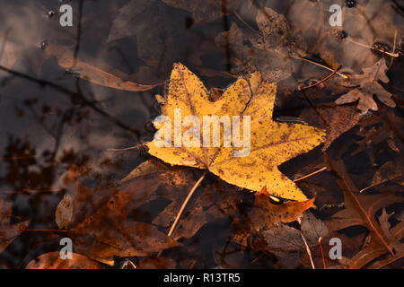 Gelbe maple leaf (Acer Arten) im Teich See Wasser mit Himmel und Bäume nieder Stockfoto