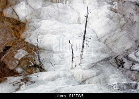 WY 03552-00 ... WASHINGTON - Baum bei Mammoth Hot Springs im Yellowstone National Park. Stockfoto