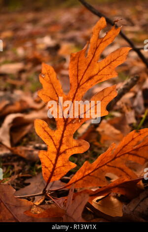 In der Nähe von White Oak (Quercus alba) Blatt mit Hintergrundbeleuchtung auf Waldboden mit Blättern im Hintergrund Stockfoto