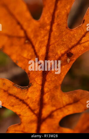 Makro einrichten, in der Nähe von White Oak (Quercus alba) Blatt präsentiert Venen Hintergrundbeleuchtung von Sun geben ein warmes Licht. Stockfoto