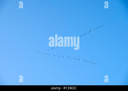 Eine Herde oder einer Gruppe von Vögeln, die in der Form eines Dreiecks fliegen auf ein dunkles Blau Stockfoto