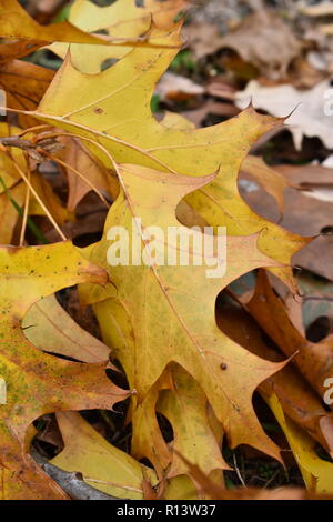 Nahaufnahme eines Clusters von gelben Herbst Eiche (Quercus Arten) auf dem Waldboden Stockfoto