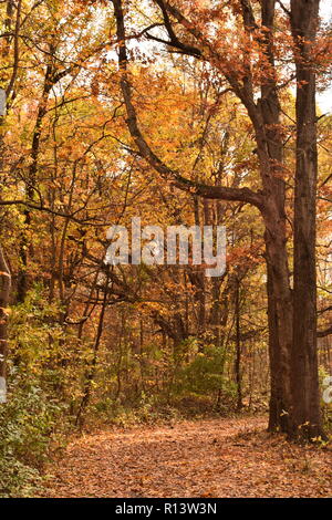 Blatt fallen weg durch Herbst Wald im Mittleren Westen Stockfoto