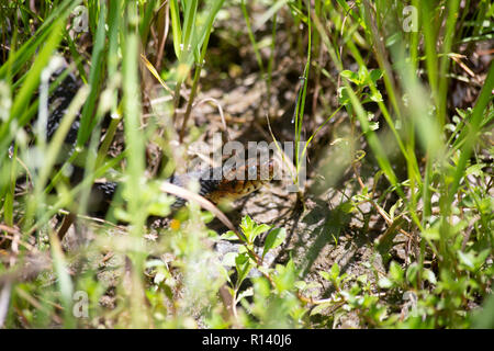 Nahaufnahme von einem breiten Bändern Wasser Schlange (nerodia Fasciata) kriechend durch hohes Gras Stockfoto