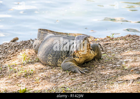 Waran, varanus, den Lumpini Park, Bangkok, Thailand Stockfoto