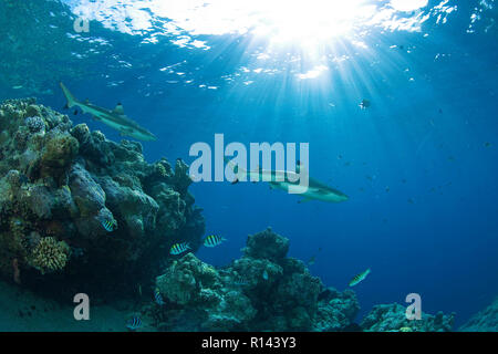 Zwei schwarz-Riffhaie (Carcharhinus Melanopterus) an einem Korallenriff Lichtdurchflutet, Palau, Mikronesien Stockfoto