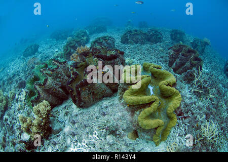 Wahre Riesenmuscheln (Tridacna gigas) zerbrochener Korallen umgeben, Palau, Mikronesien Stockfoto