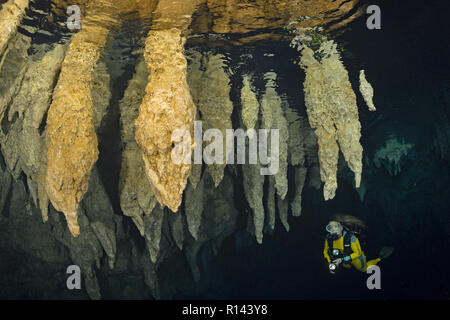 Taucher in der Chandelier Cave unter Stalagtiten, Palau, Mikronesien | Scuba diver Erkundung der Chandelier Cave, Palau, Mikronesien Stockfoto